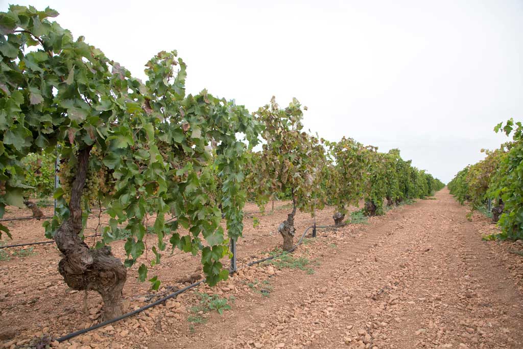 AGROACM