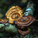 Hongo reishi: qué es, para qué sirve y beneficios para la salud